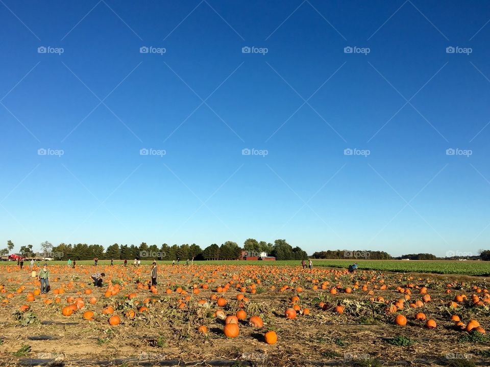 Pumpkin patch in Ohio 