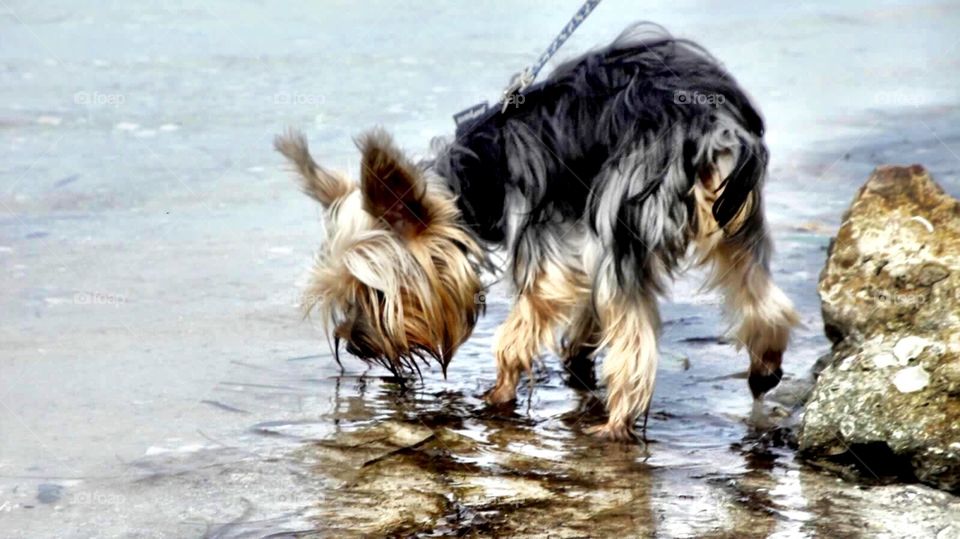 Yorkie at beach