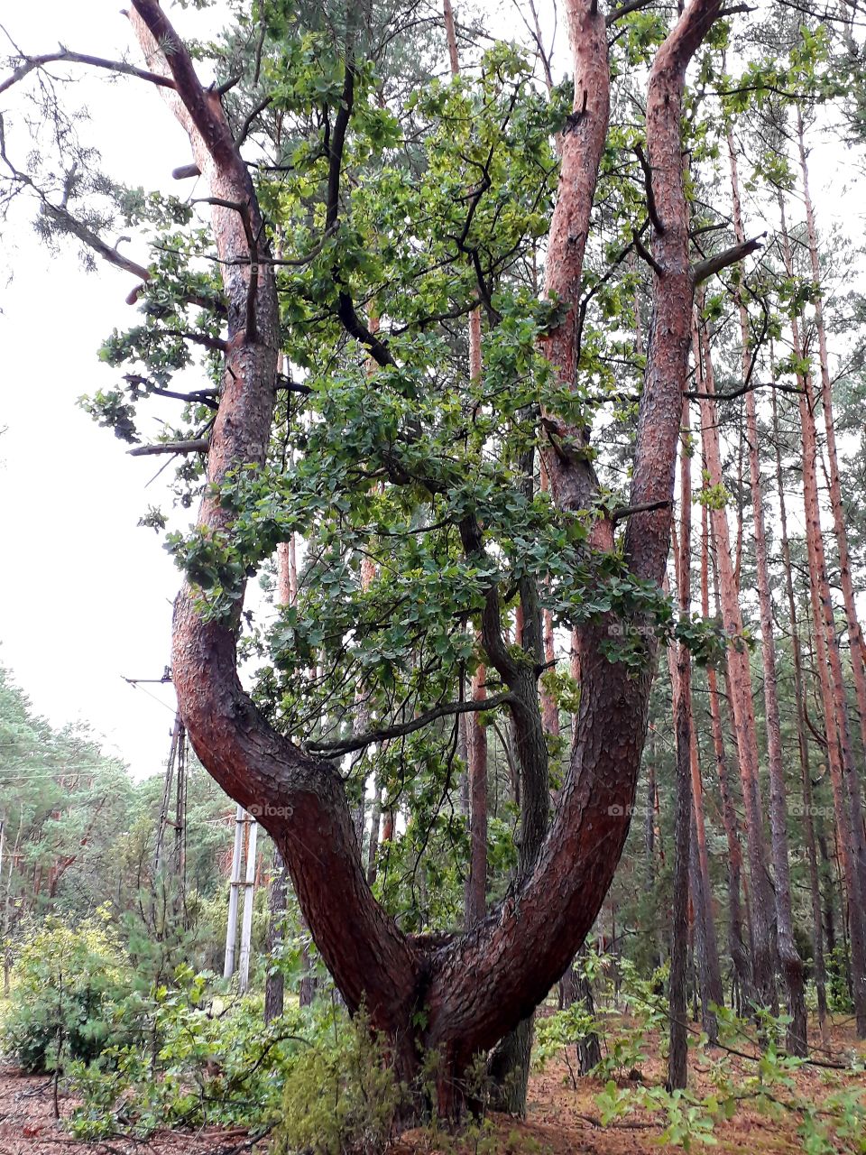 trees around us - old lyre-shaped pine and oak in a forest