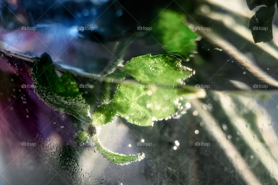 Fresh green leaf in clear glass of water