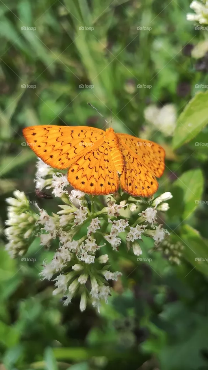 BUTTERFLY 🦋