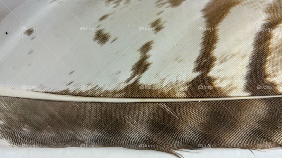 Close-up of brown white feather