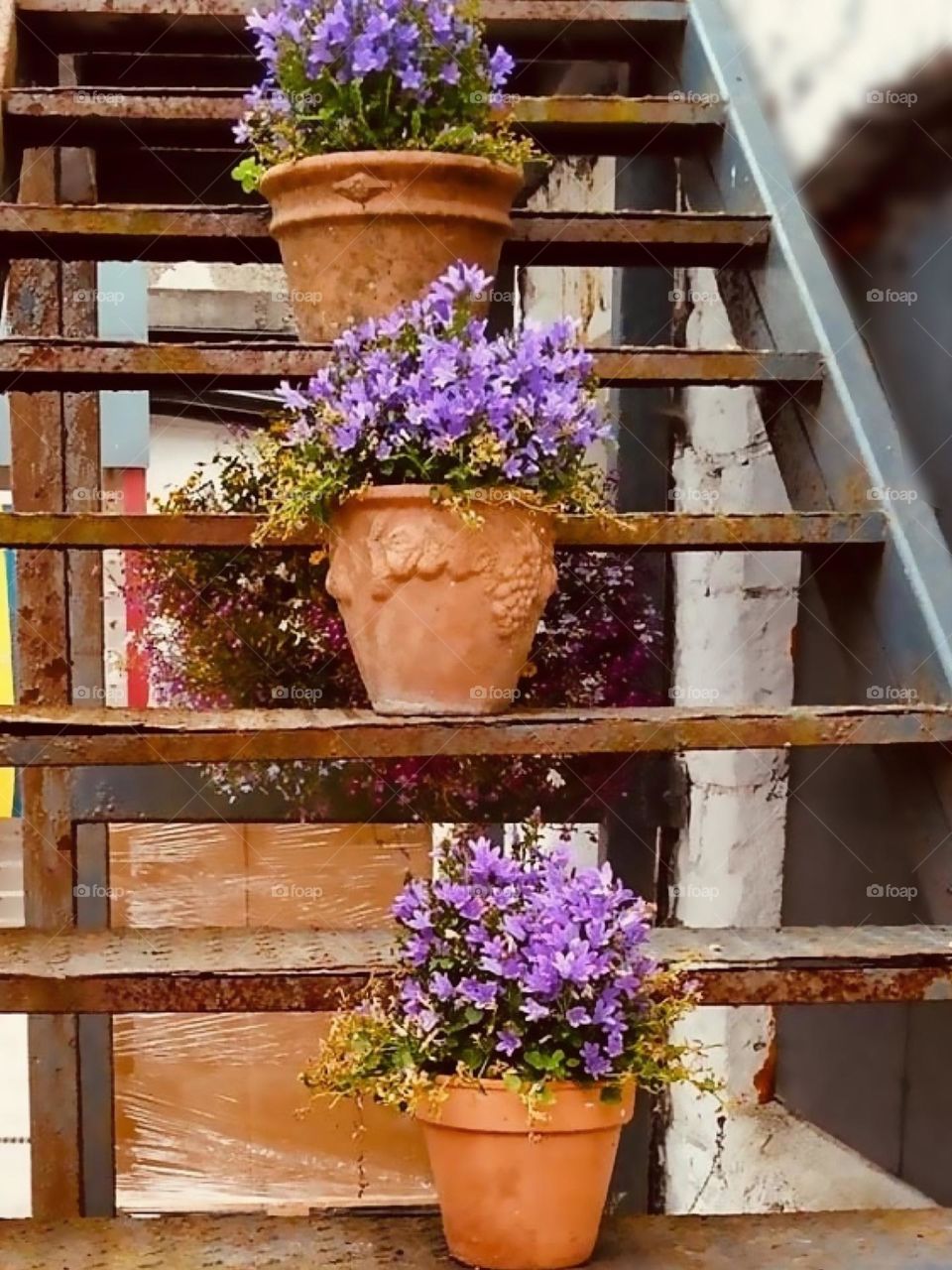 Purple flower pots on the stairs