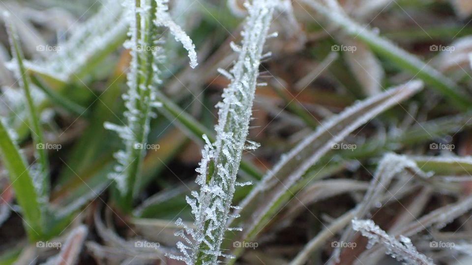 Icicles on a blade of grass on a frosty winter morning in subtropical Florida USA