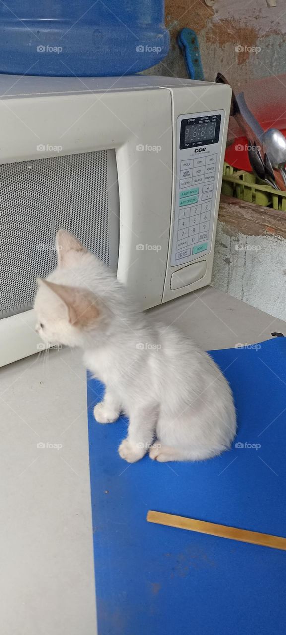 white kitten