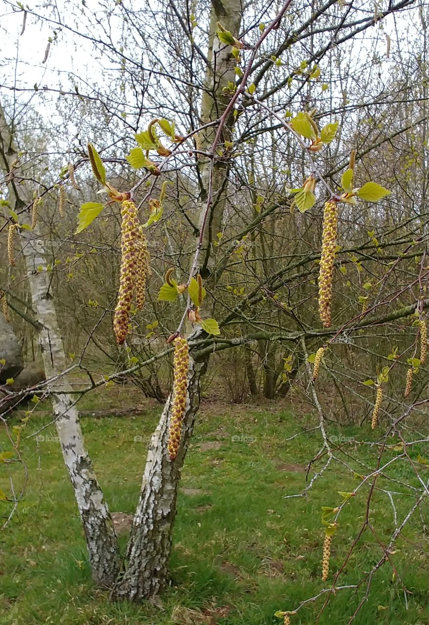 baum birke blühen Pollen wiese spring Frühling