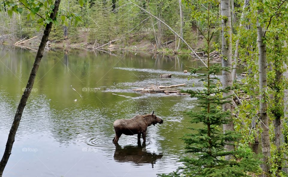 Moose heading down for a bath in the local creek 