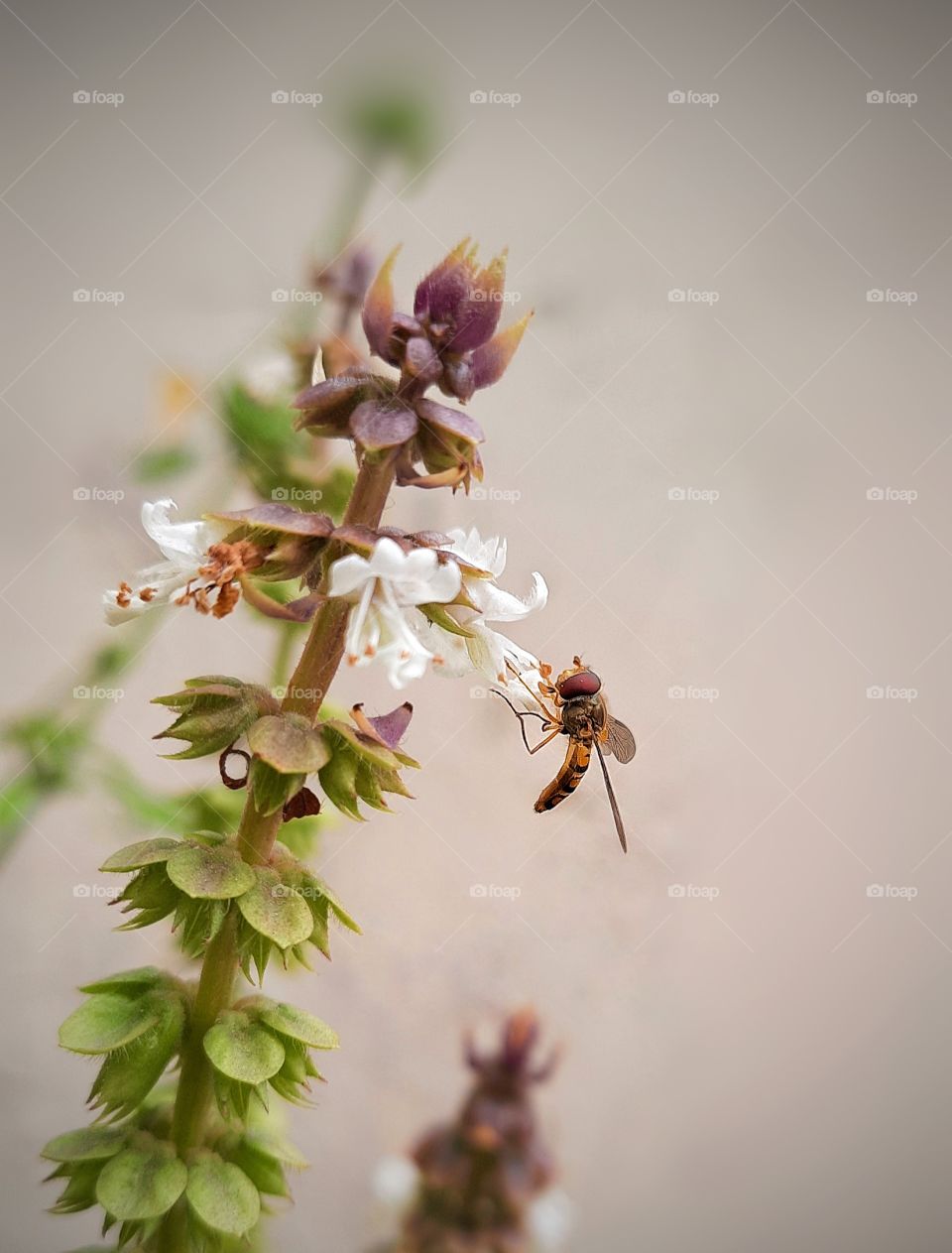 I captured a beautiful macro photo of honey bee picking Honey from tulsi flower