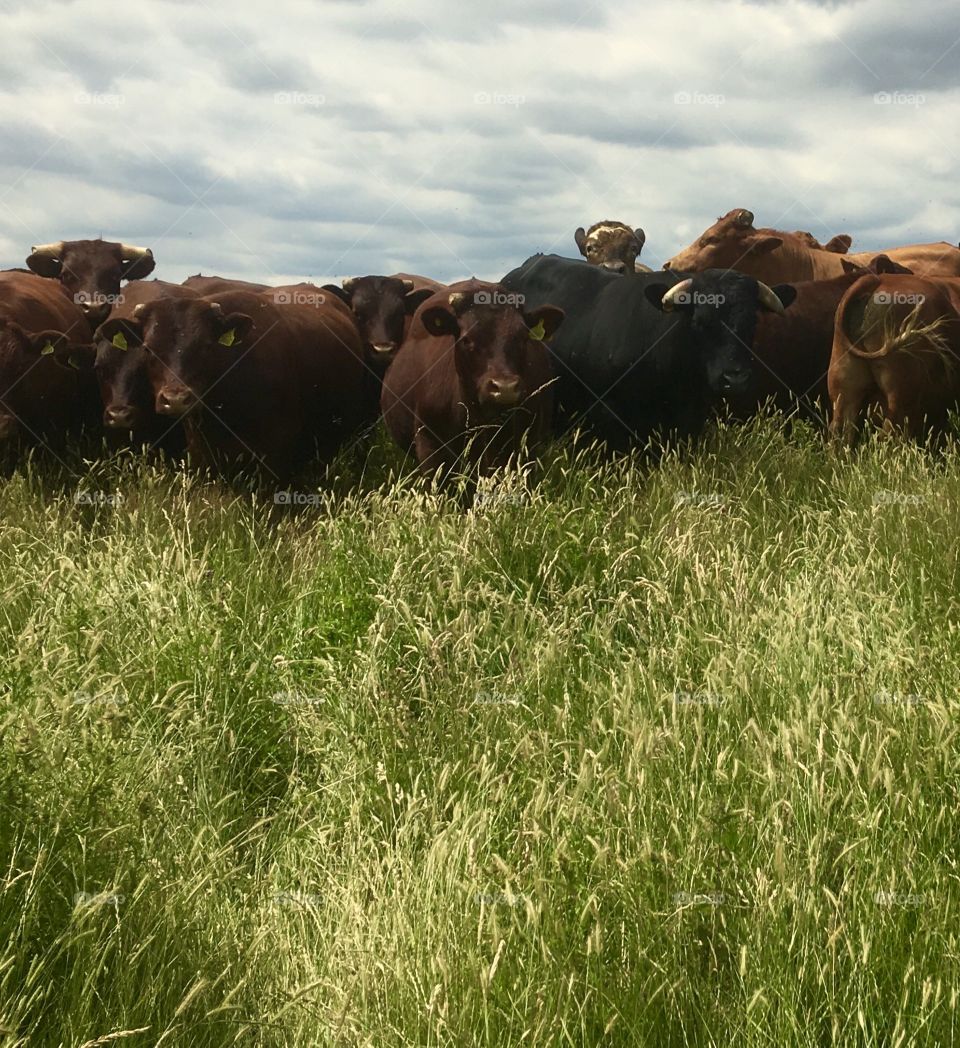 Herd of Sussex cattle 