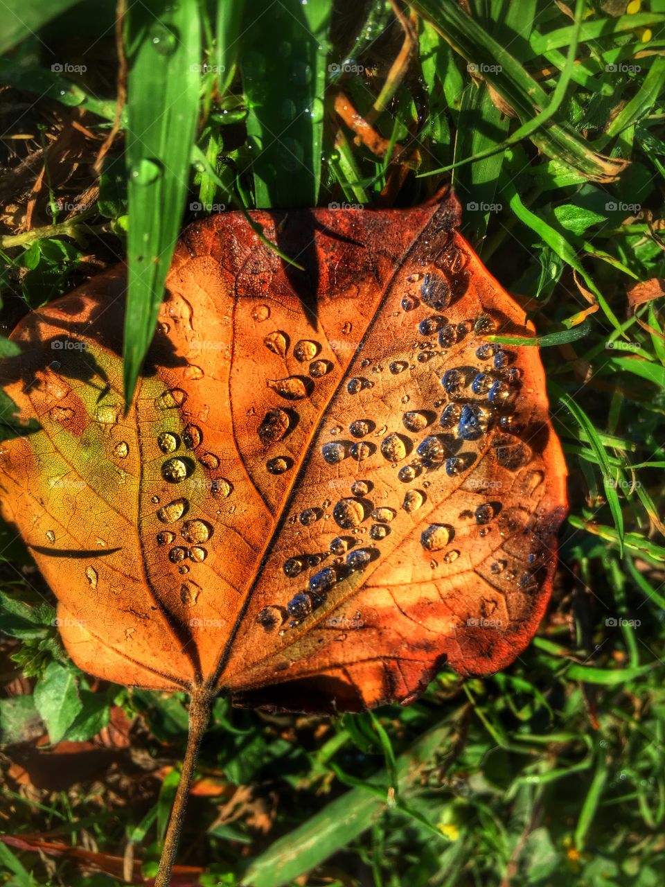 Water Leaf