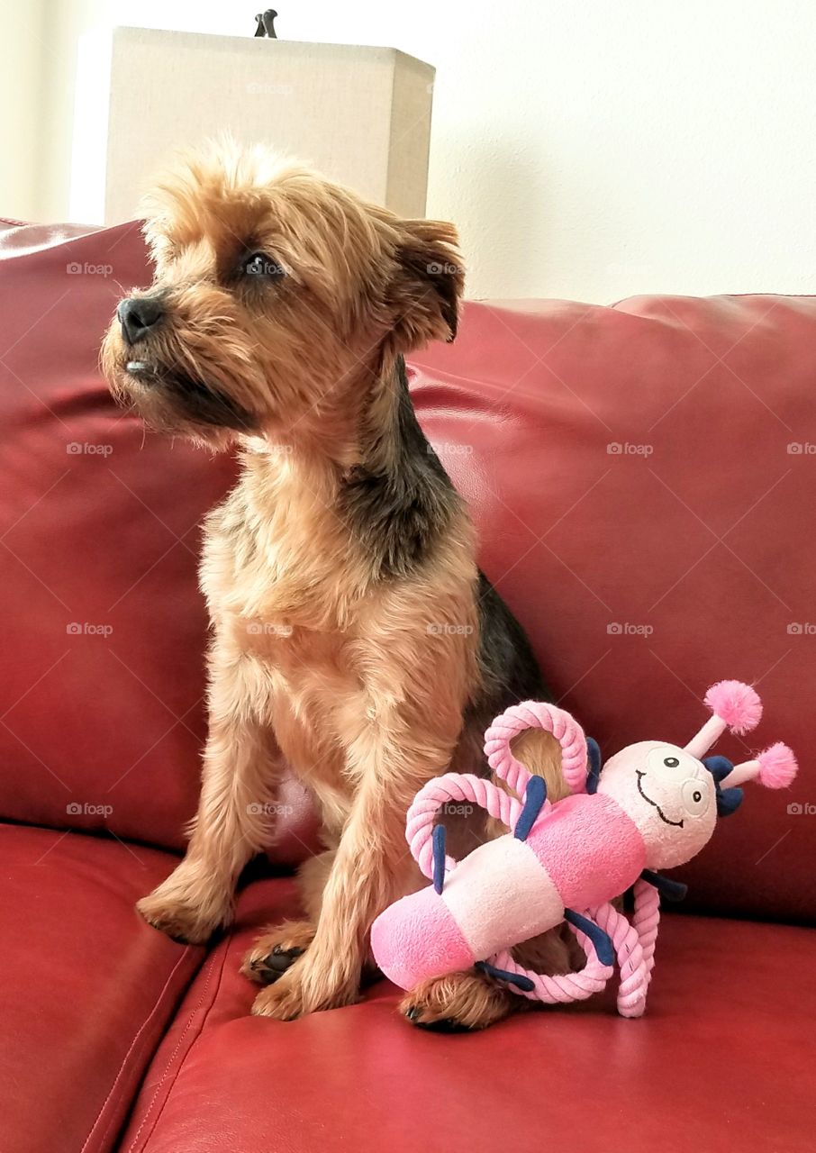 A silkie terrier waiting to play fetch with her toy