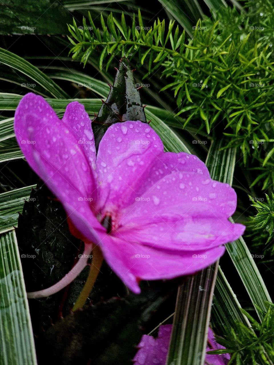 Urban plants pink flowers with raindrops