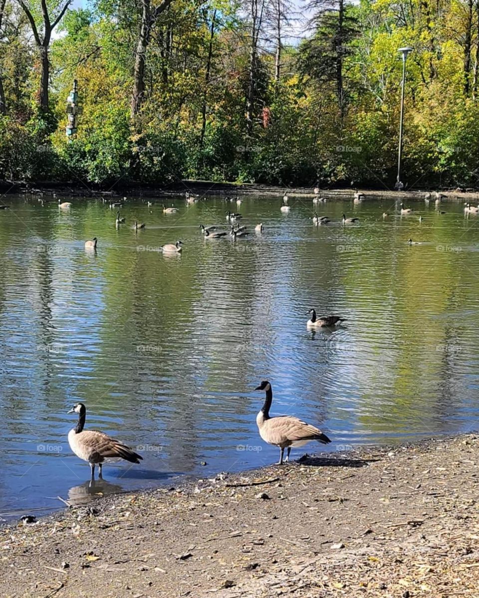 Canada geese in a pond