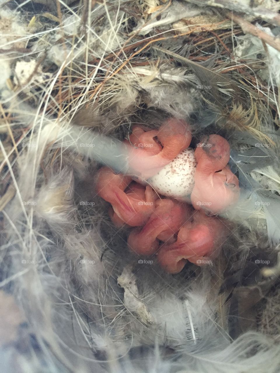 Nest of wild birds