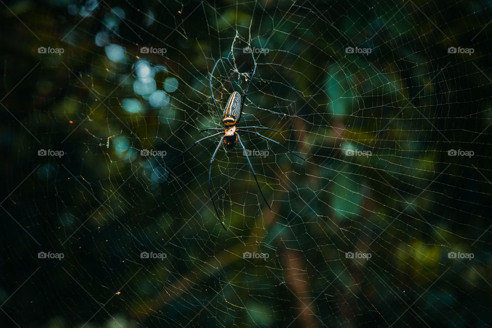 Giant spider of nefil