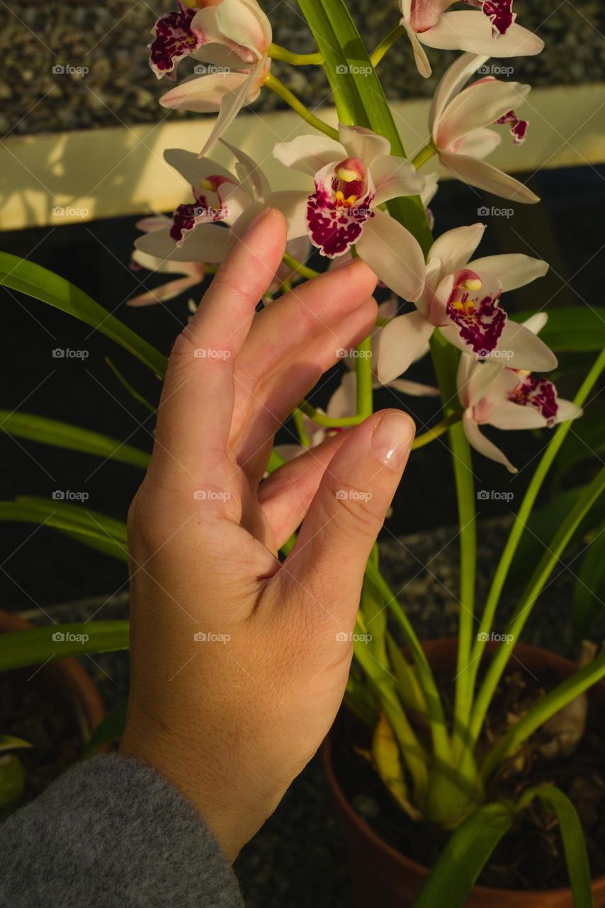 Hand touching an orchid plant