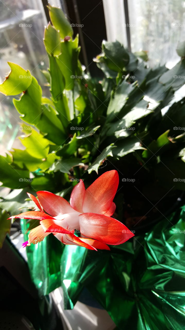 Christmas Cactus / Zygo Cactus