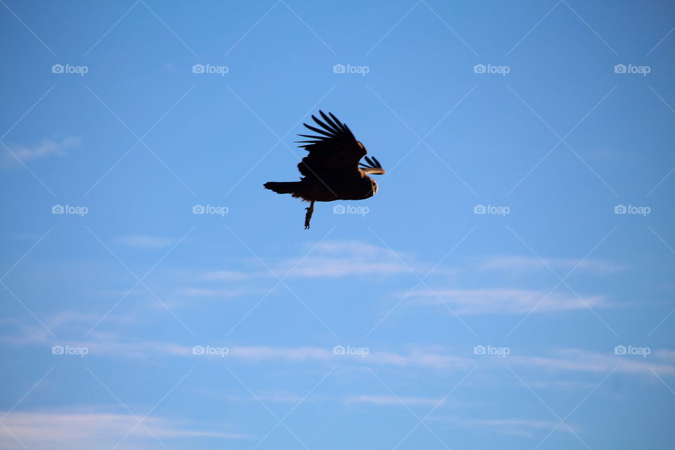 condor. condor flying and looking carefully