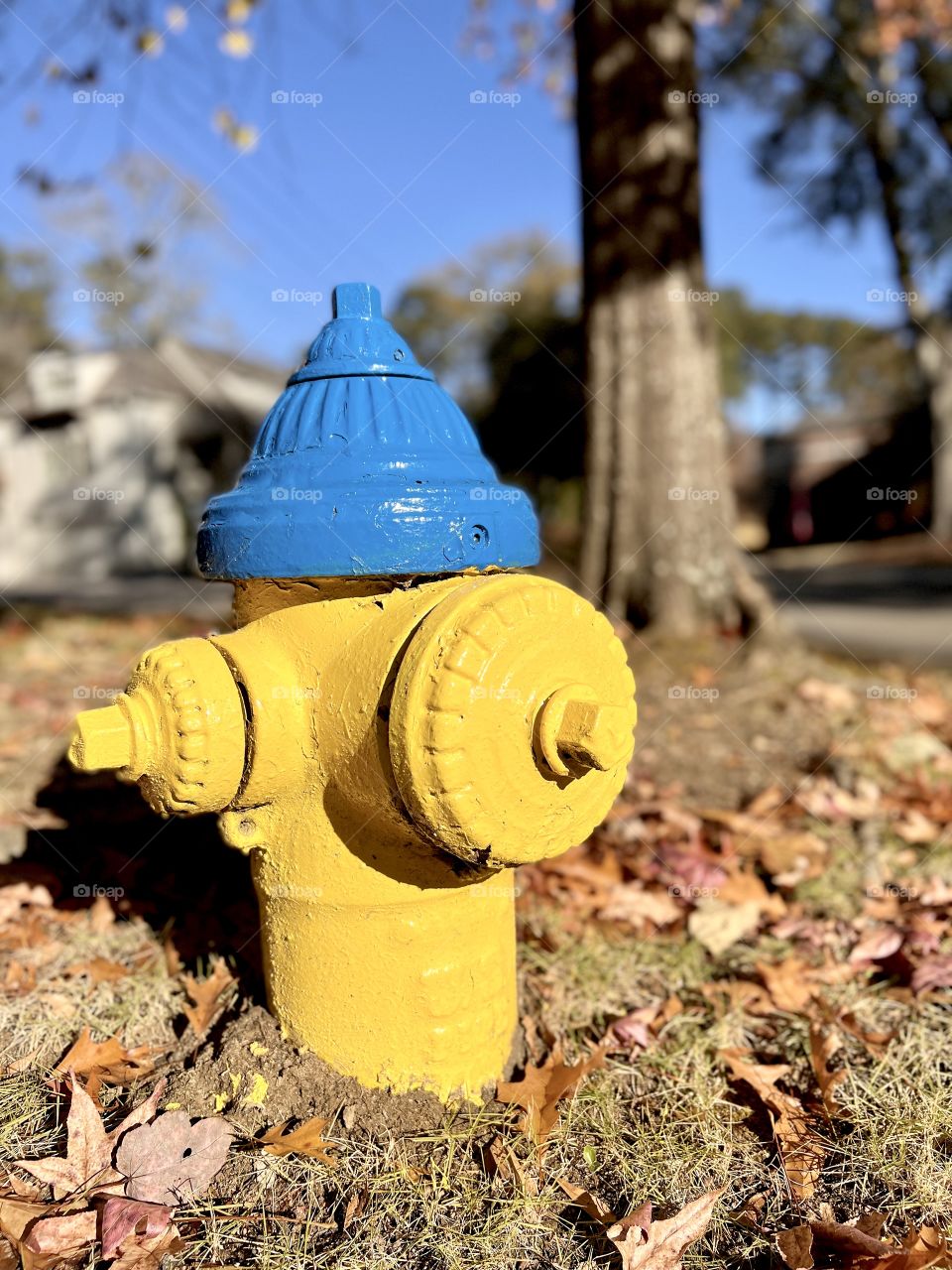 Bright yellow and blue fire hydrant in neighborhood 