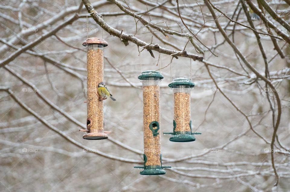 Bird at bird feeder in winter