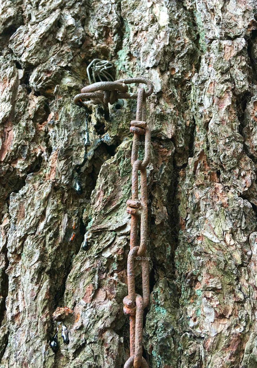 Old rusty chain fastened into pine tree bark, closeup.