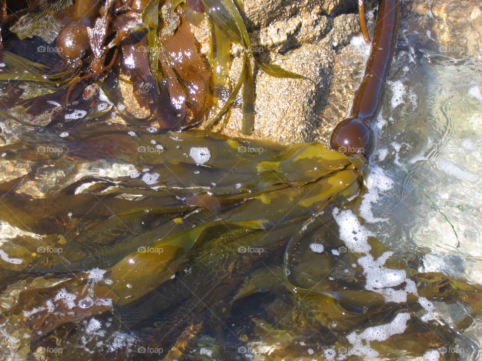 Kelp on the rocks, Monterey Bay, California 