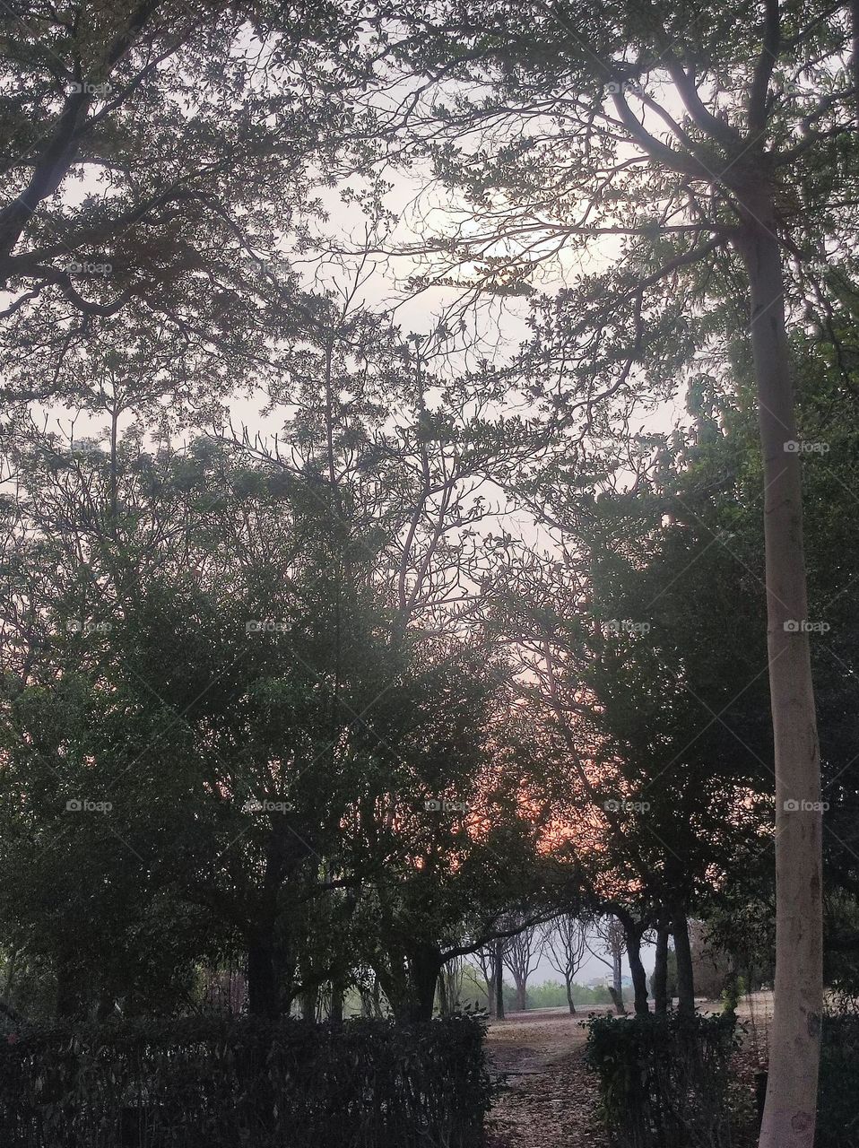 THe forest like the one in the story