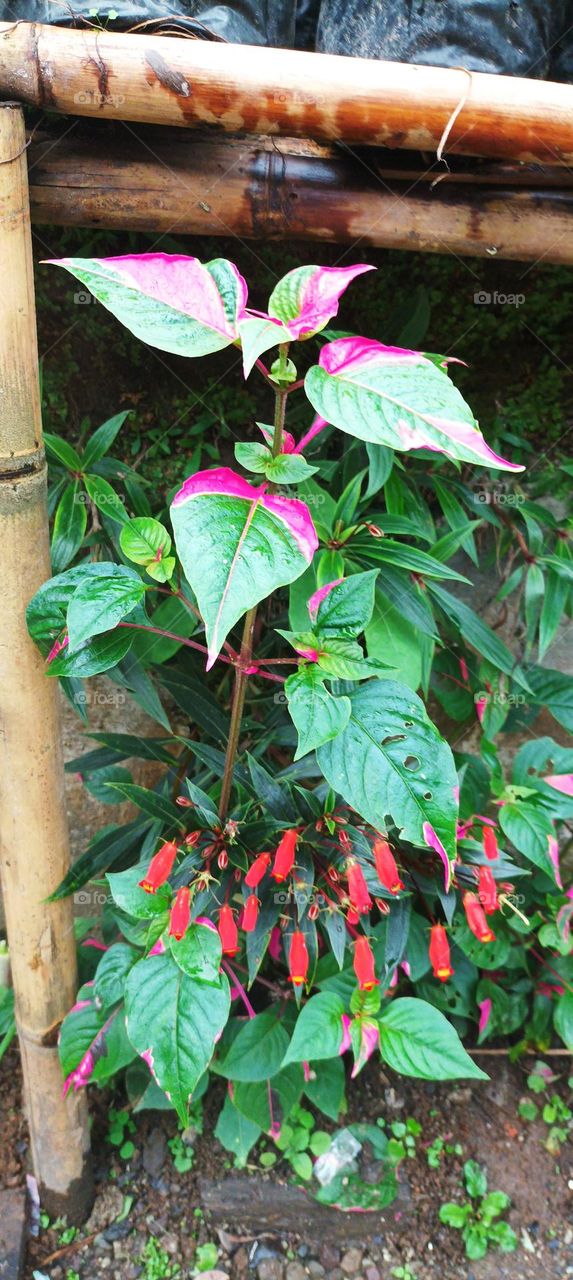 can be called a criminal plant