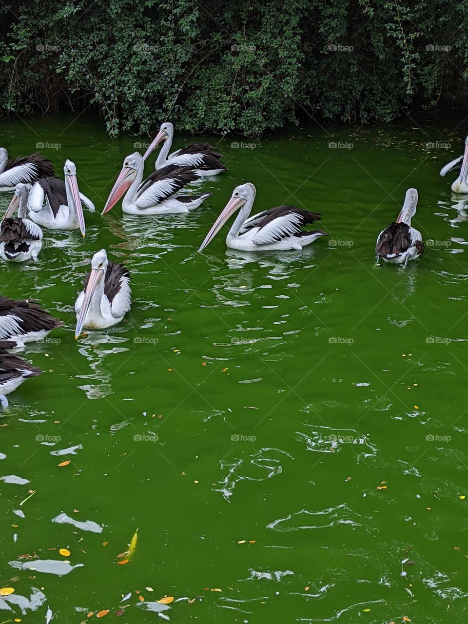 pelicans