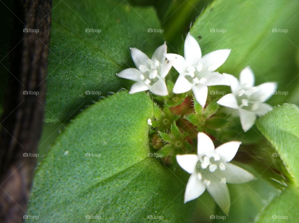 White blooming flowers on plant