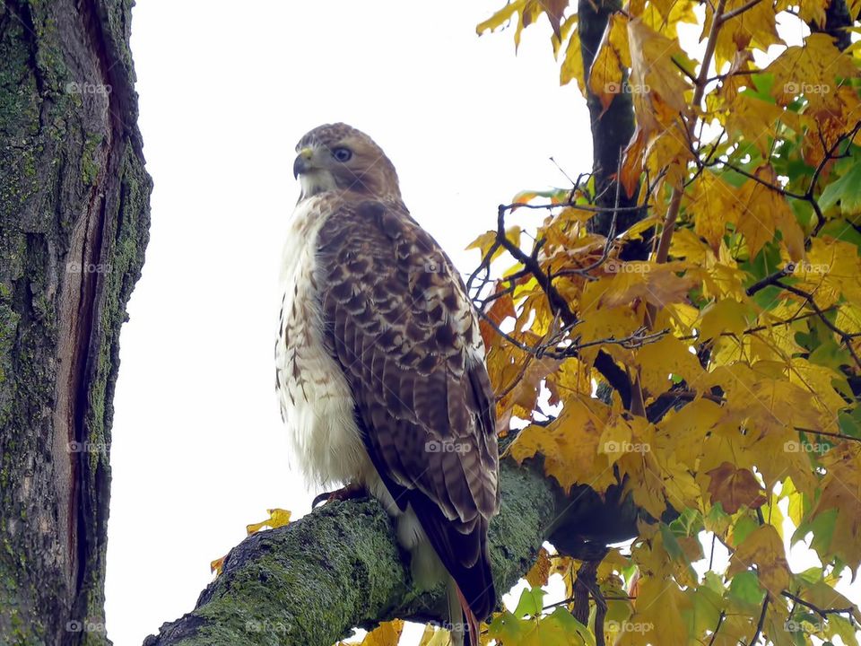 Hawk in Autumn