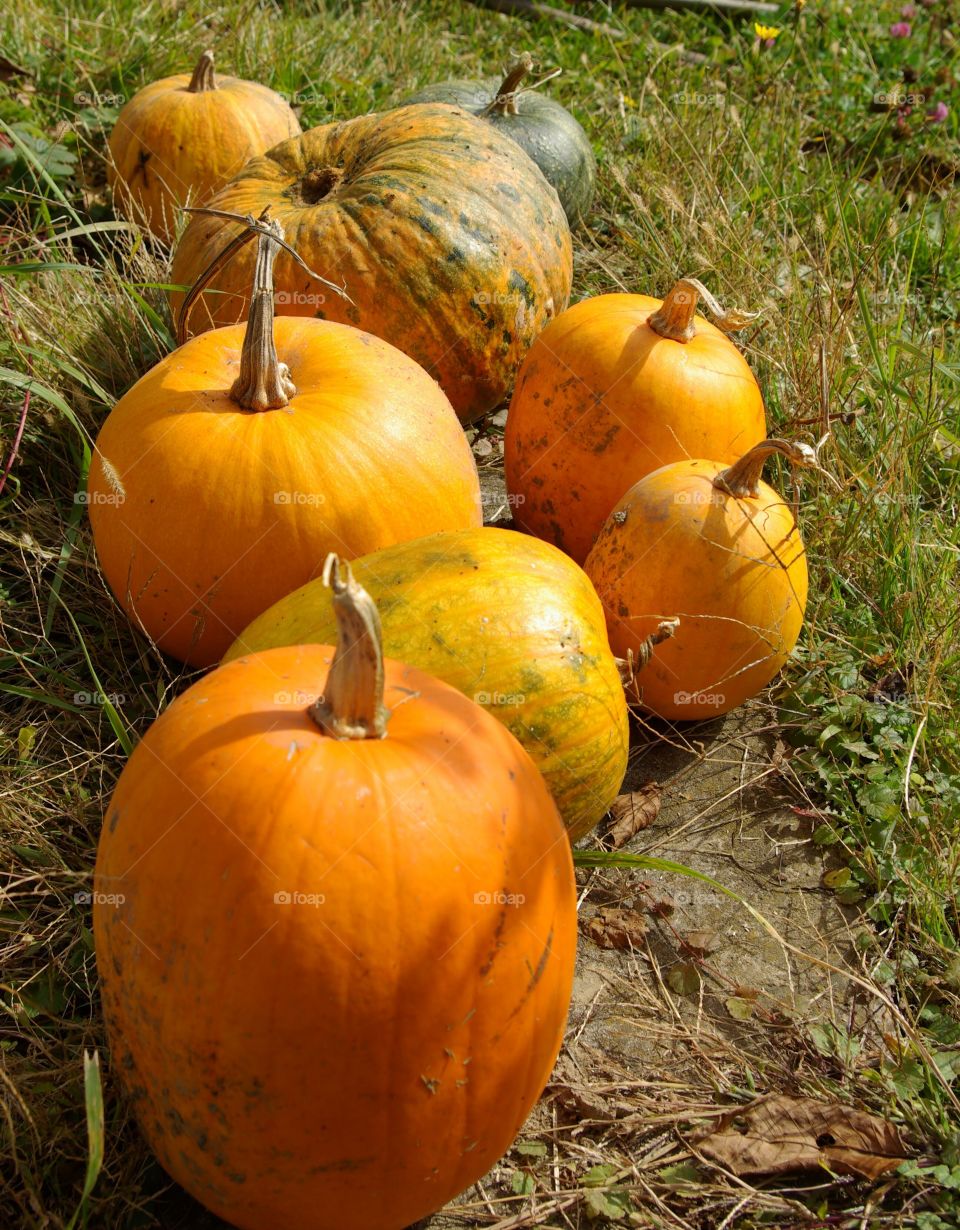 Pumpkins on field