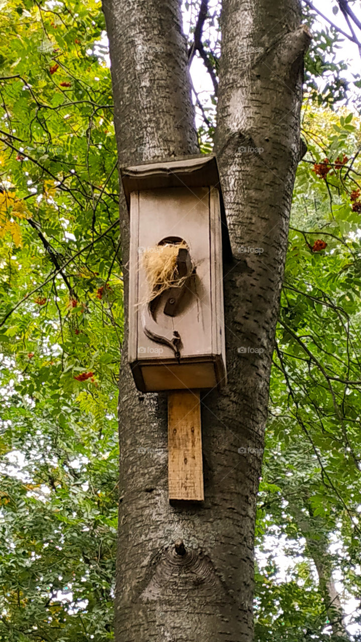 Birdhouse on a tree