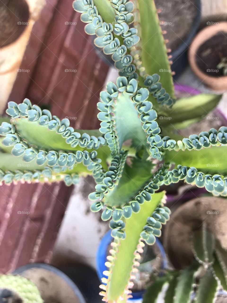 Cactus suculenta a pleno 