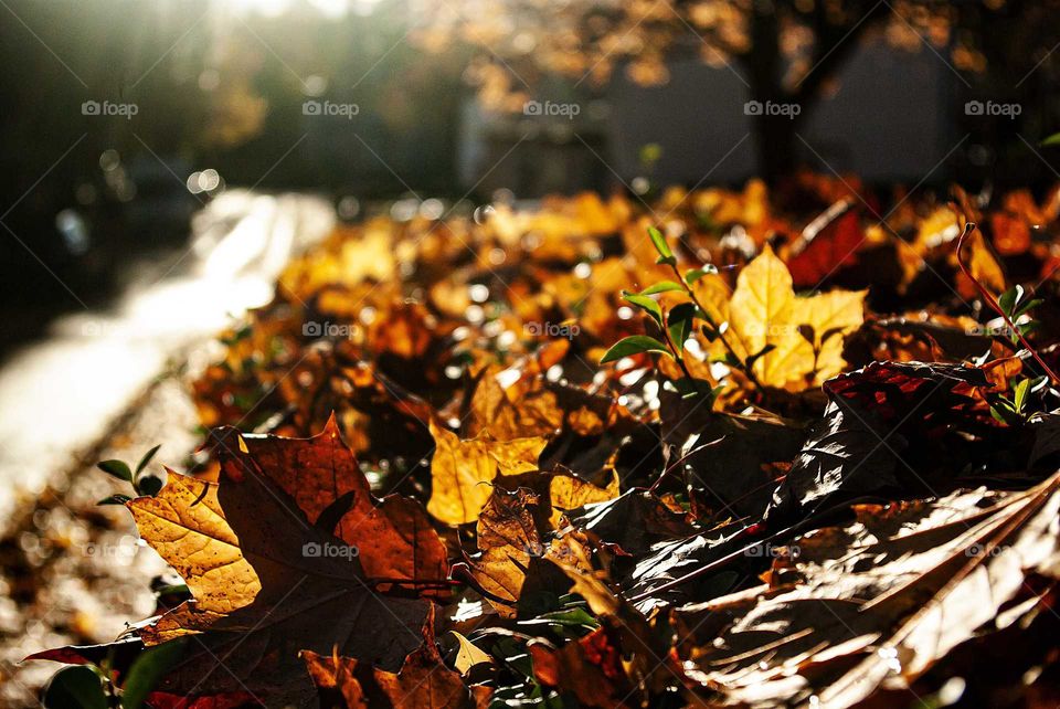 Autumn leaves