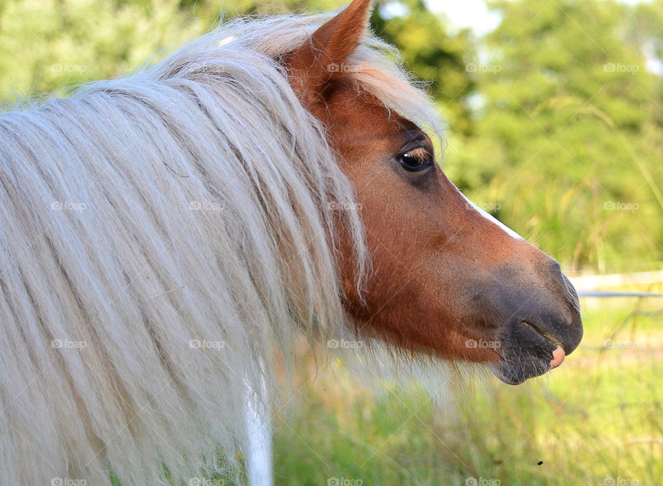 Very beautiful horse