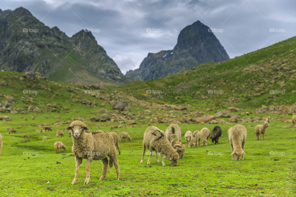 herd of innocent sheep grazing green grass on the mountains