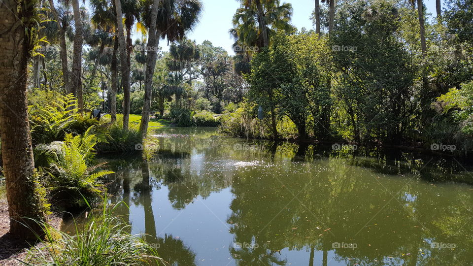 tropical pond at Bok Tower in Florida