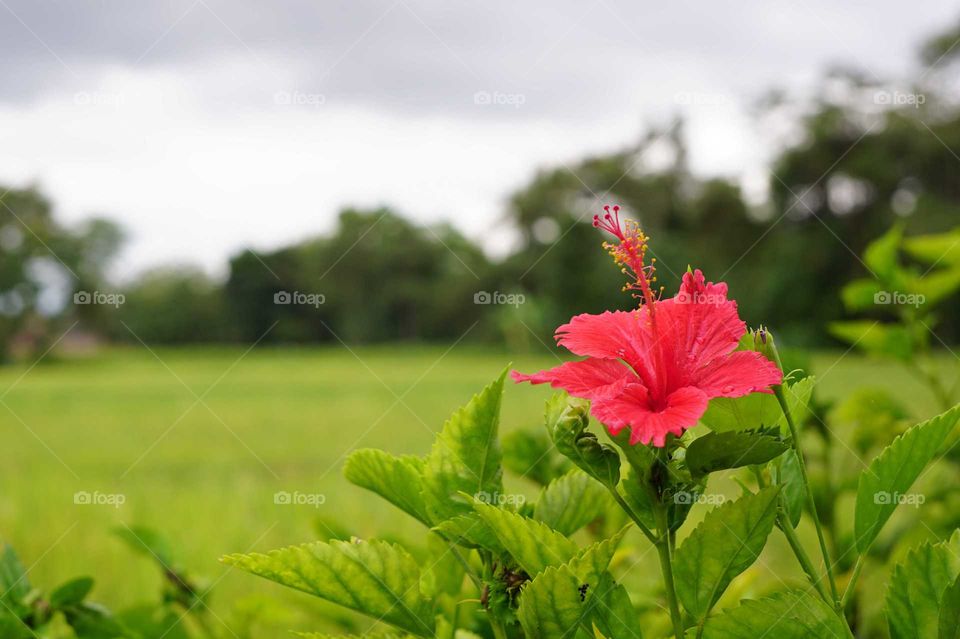 Flower on a green field
