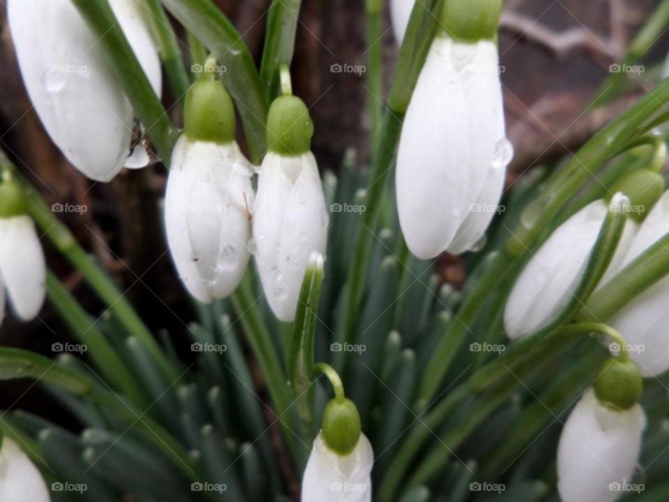 Raindrop on snowdrop