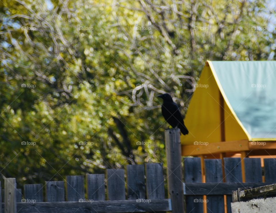 Crow on a fence post 