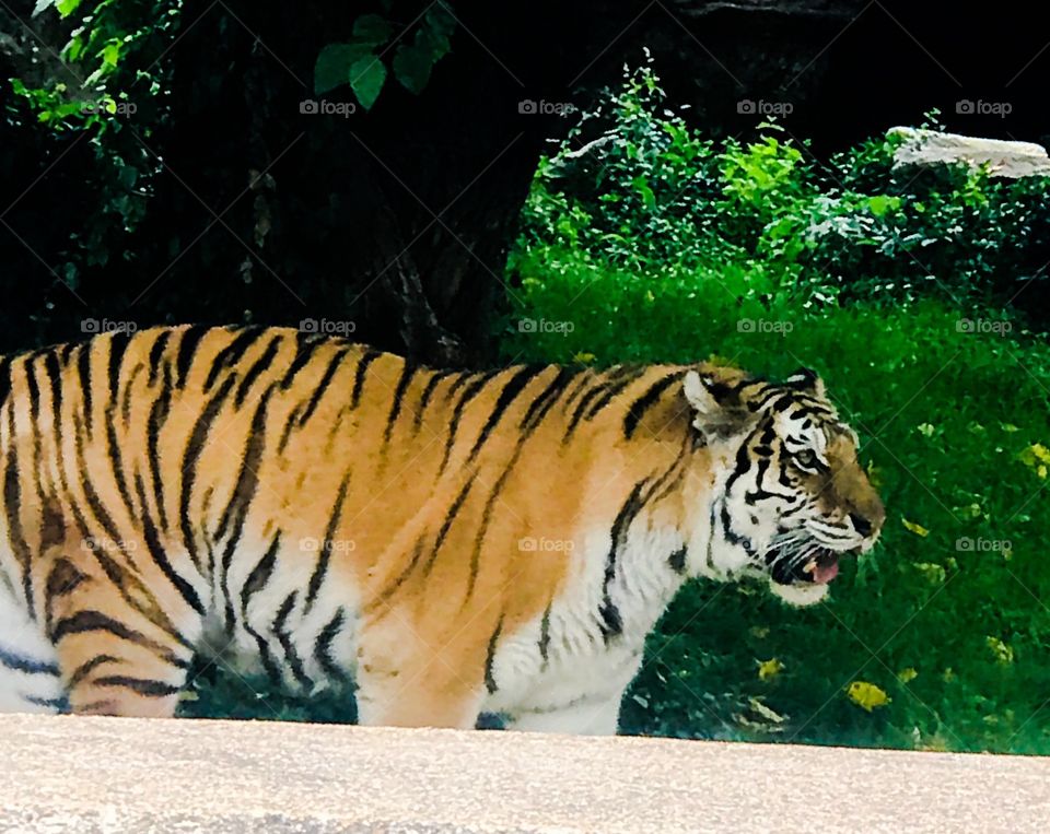Tiger at the Blank Park Zoo 