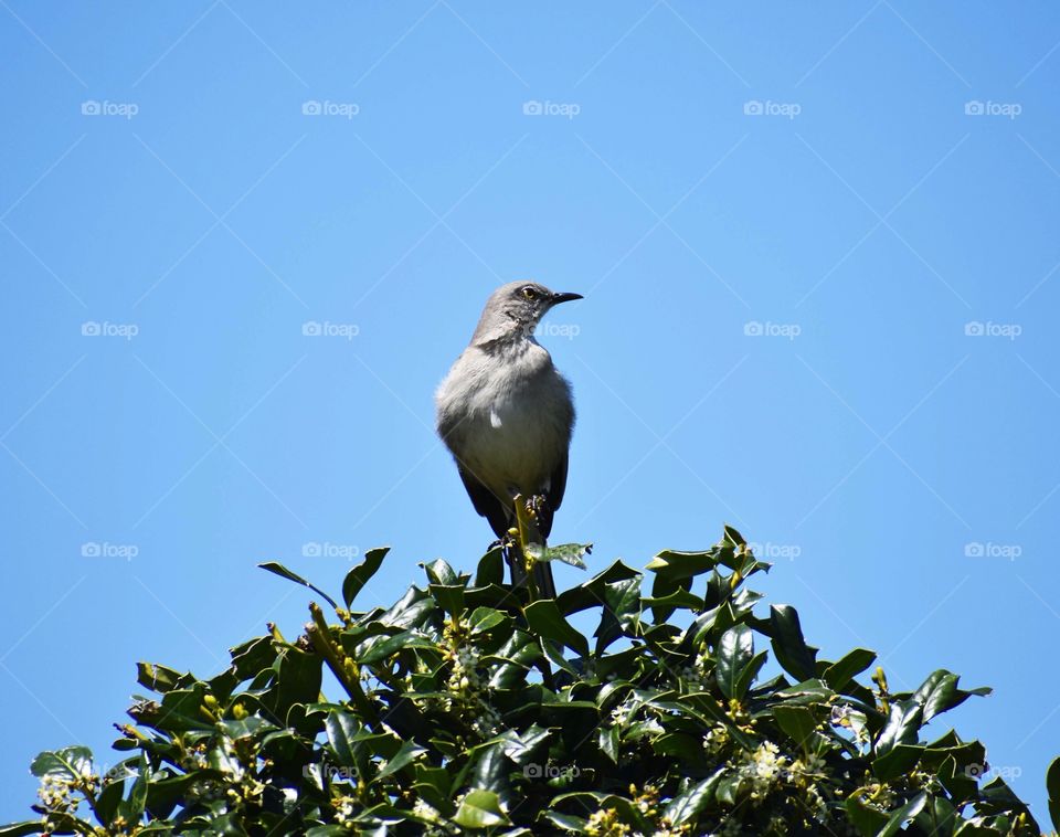 A bird on top of a bush