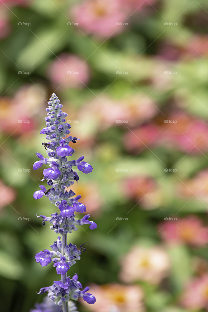 The beauty of the purple flowers or Lavandula angustifolia in garden