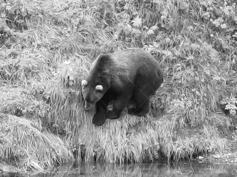 Young Grizzly Bear Exploring the River. Young Grizzly Bear Exploring the River