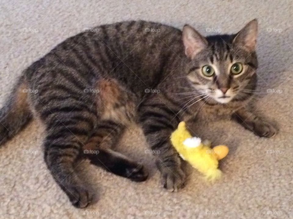 Grey tabby cat playing with toy 