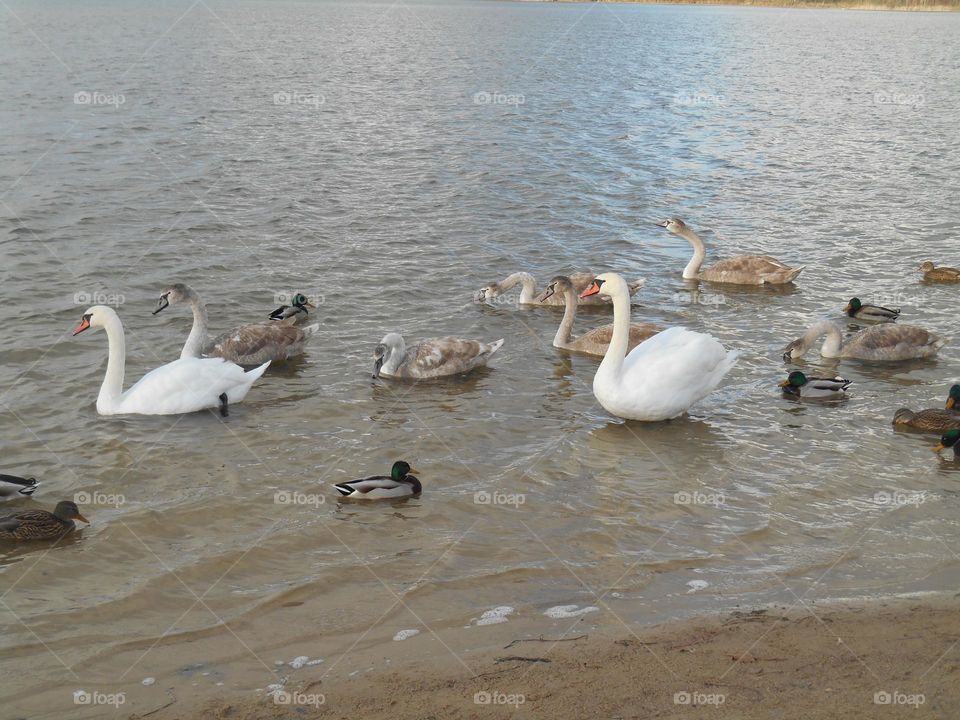 urban birds ducks and swans on a city lake