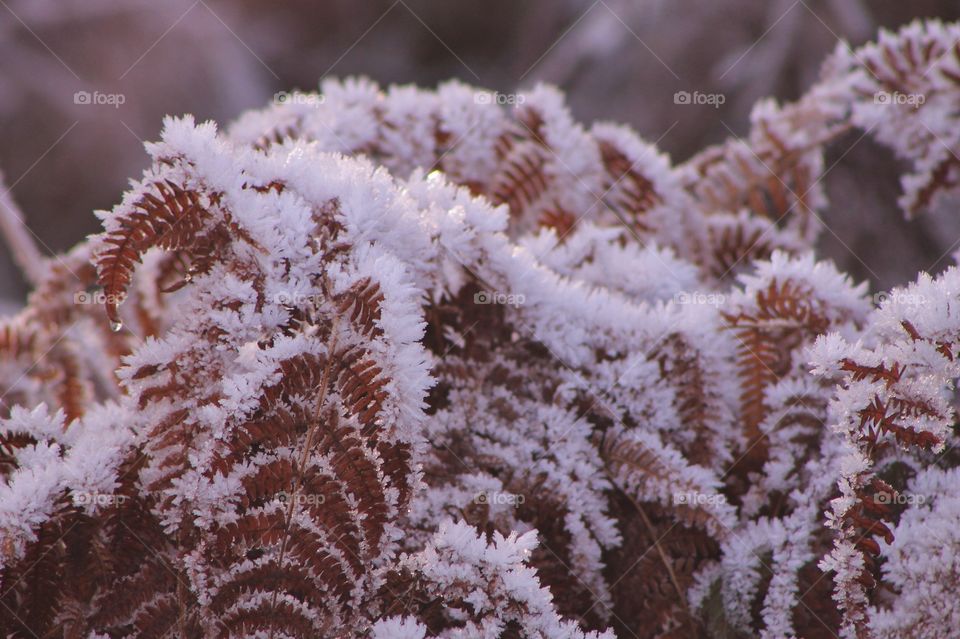 The sunshine is making the beautiful crystals of frost sparkle on the delicate rust-brown fern fronds. 