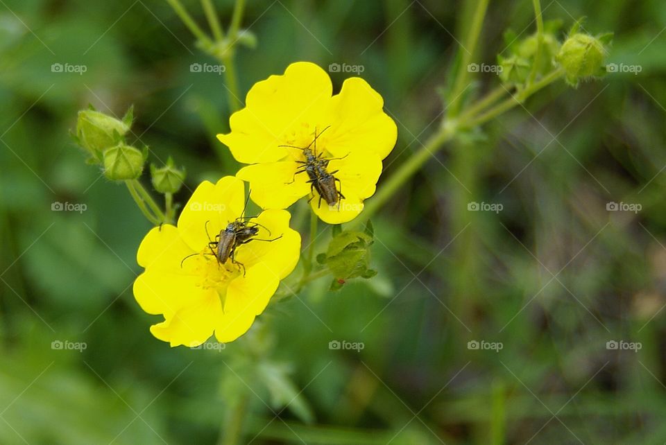 Bugs in flowers