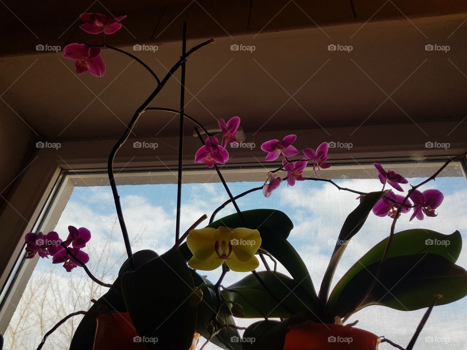 blooming orchids.